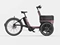 VanRaam Thuja